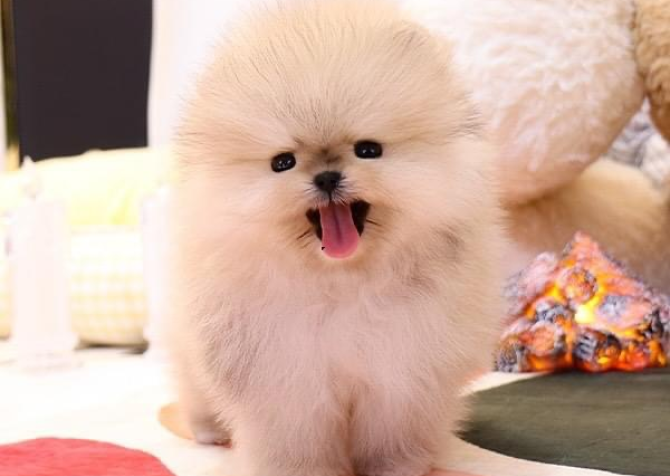 Pomeranian boo ayicik surat yavrularımız